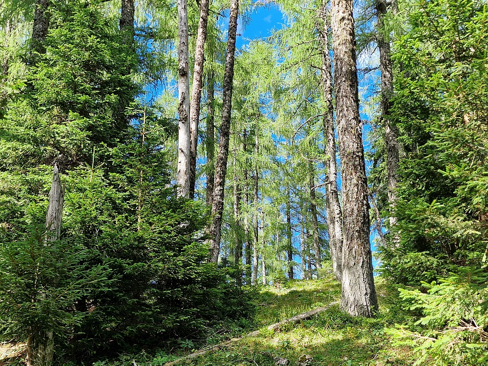 Veliki vrh (Veža), V. Zelenica, 31. 8. 2025