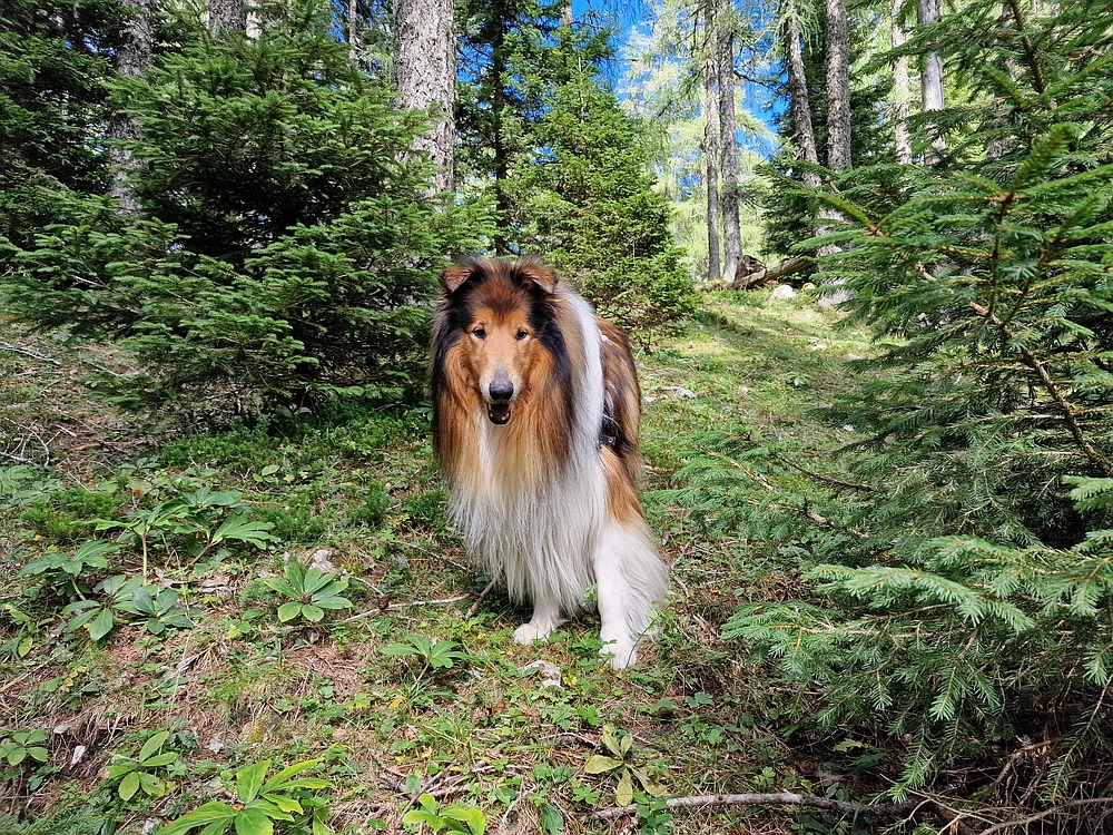 Veliki vrh (Veža), V. Zelenica, 31. 8. 2025