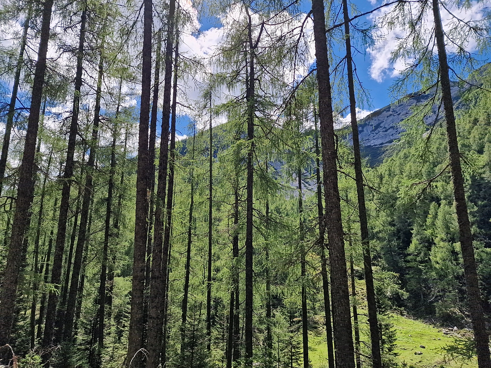 Veliki vrh (Veža), V. Zelenica, 31. 8. 2025