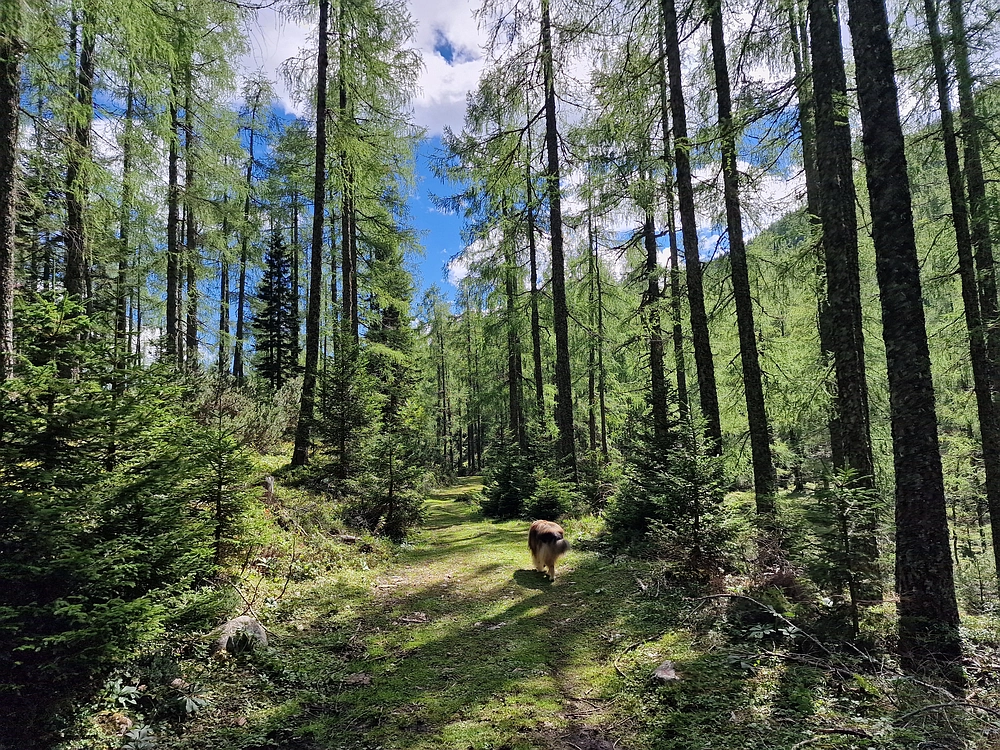 Veliki vrh (Veža), V. Zelenica, 31. 8. 2025