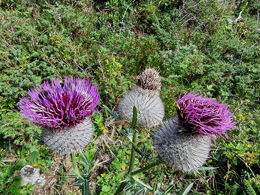 Veliki vrh (Veža), V. Zelenica, 31. 8. 2025