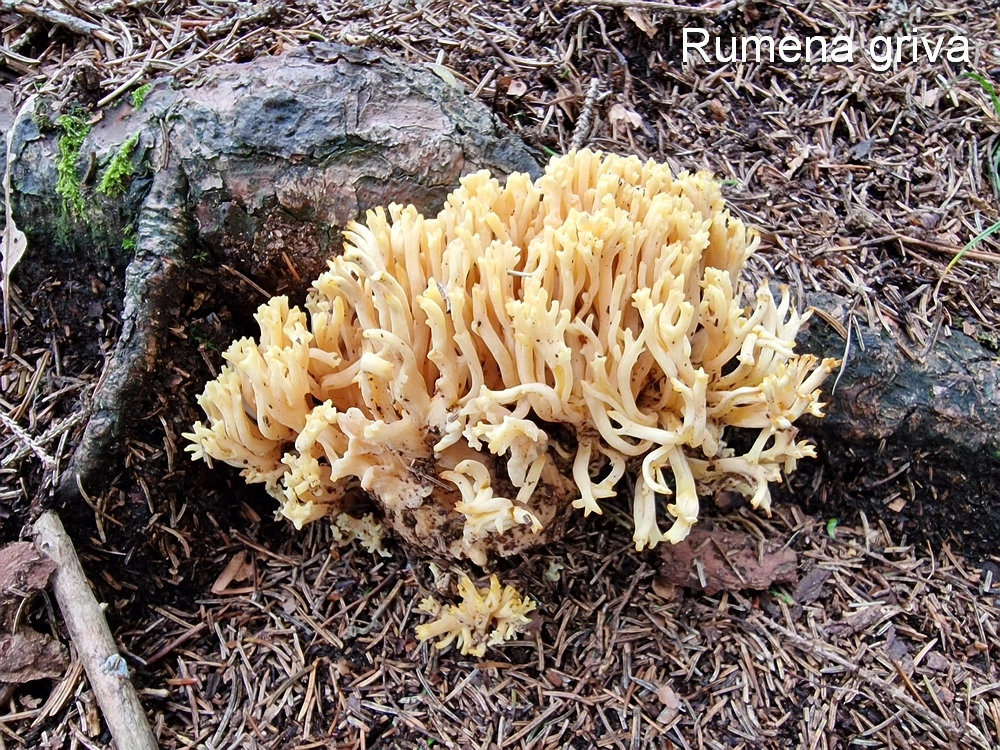 Tolsti vrh, 4. 10. 2025