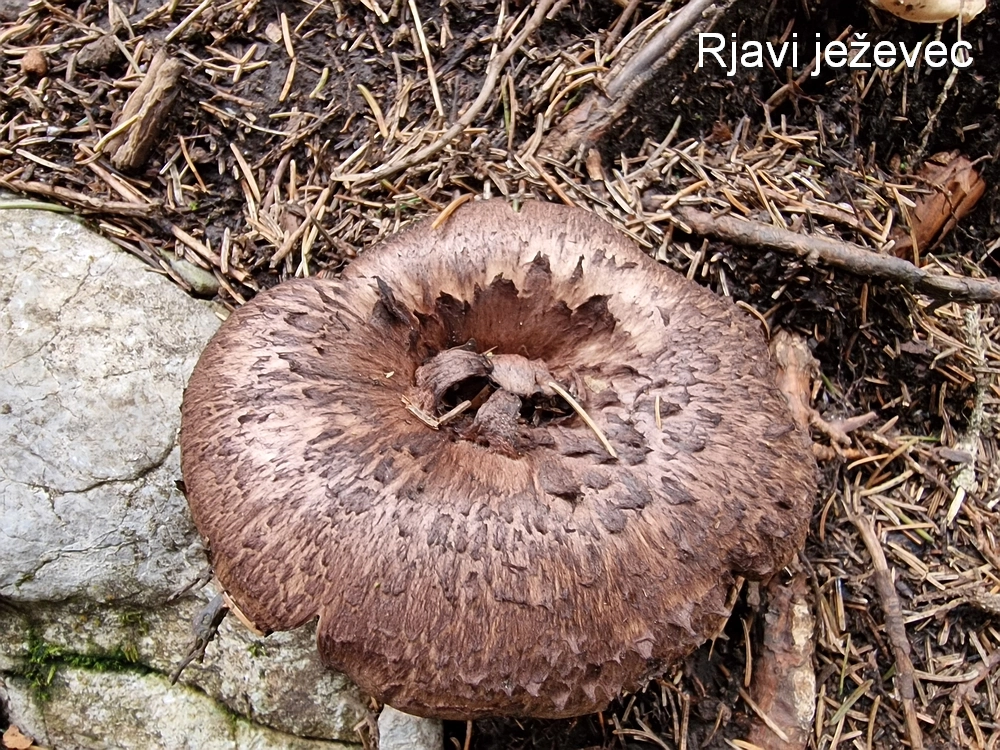 Tolsti vrh, 4. 10. 2025