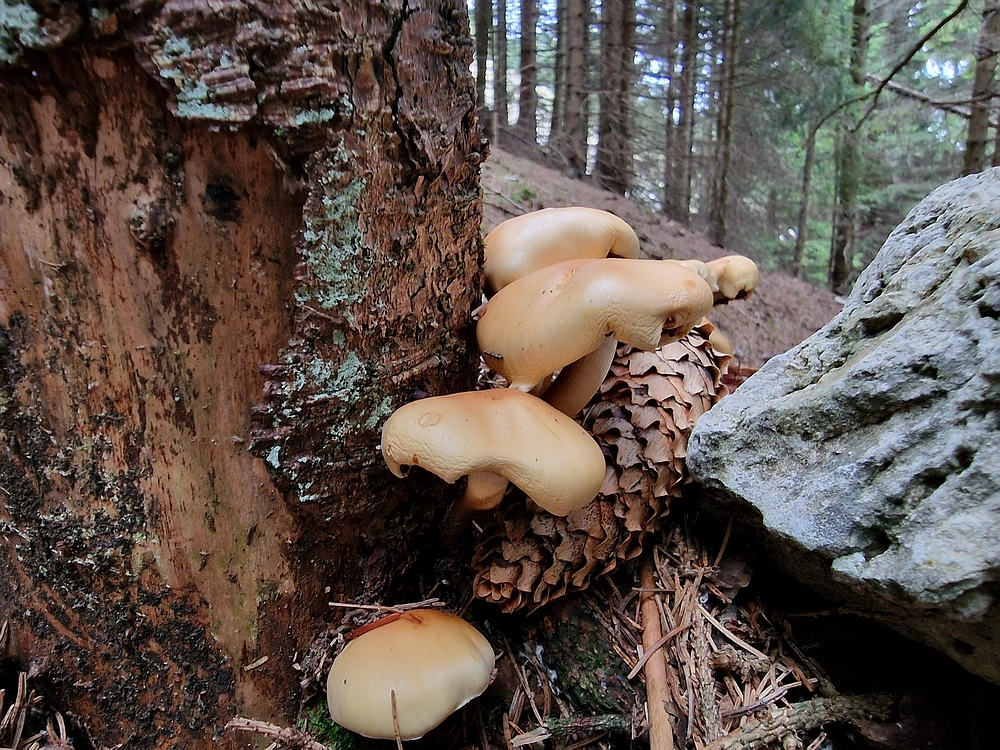 Tolsti vrh, 4. 10. 2025