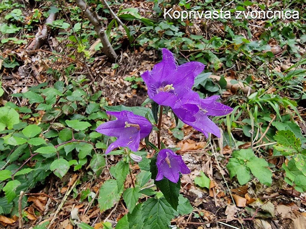 Tolsti vrh, 4. 10. 2025