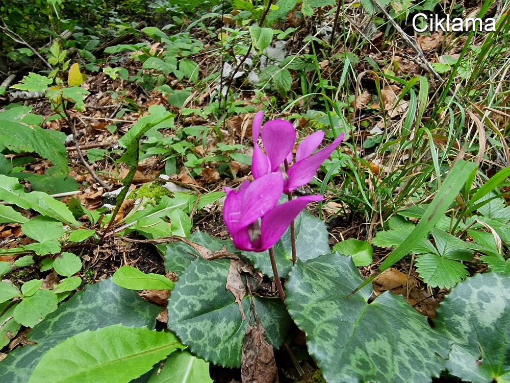 Tolsti vrh, 4. 10. 2025