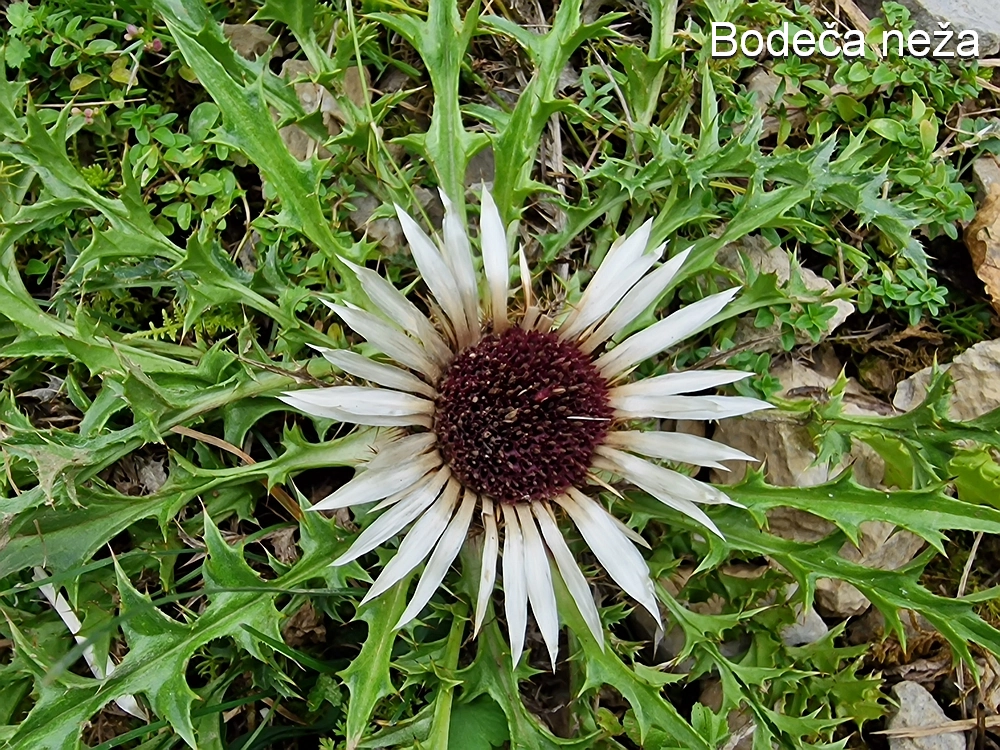 Tolsti vrh, 4. 10. 2025