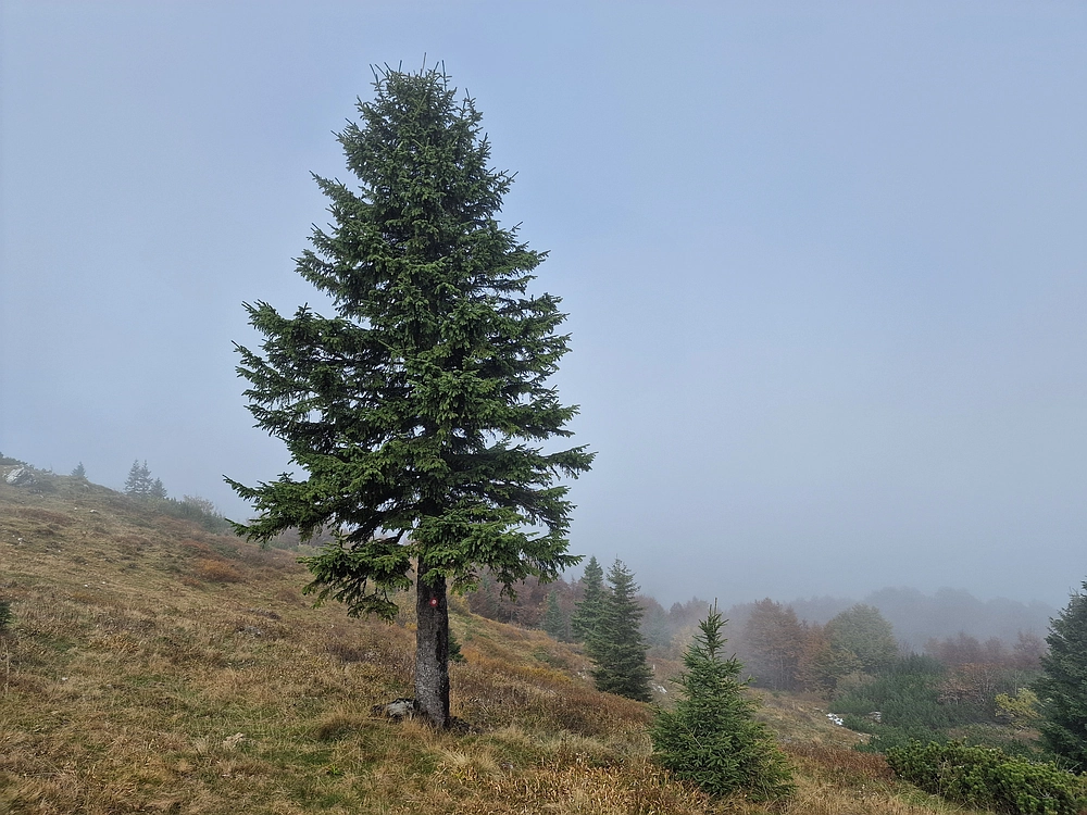 Ratitovec, 12. 10. 2025