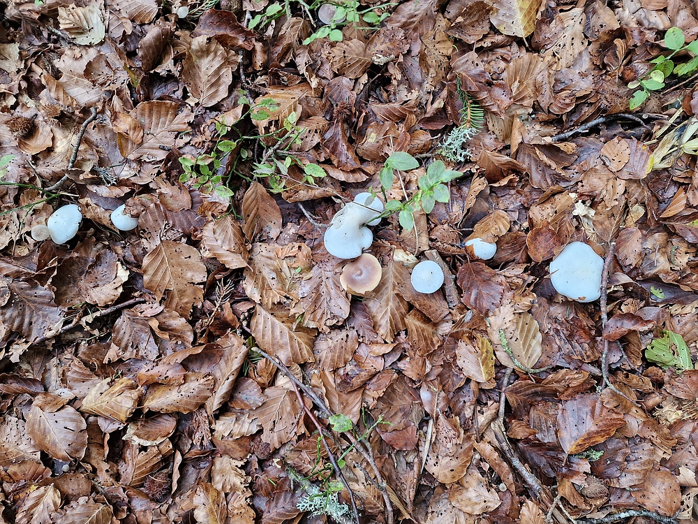 Ratitovec, 12. 10. 2025