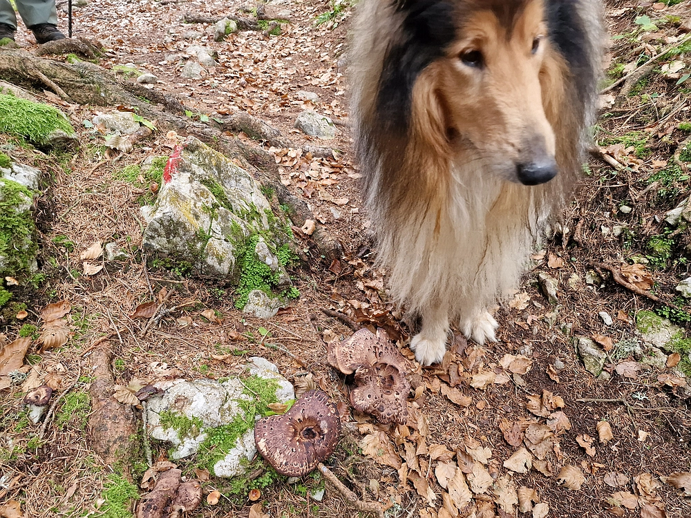 Ratitovec, 12. 10. 2025