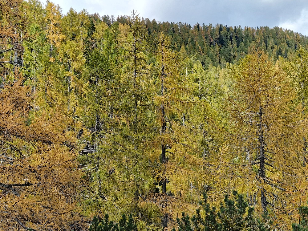 Križevnik, 18. 10. 2025