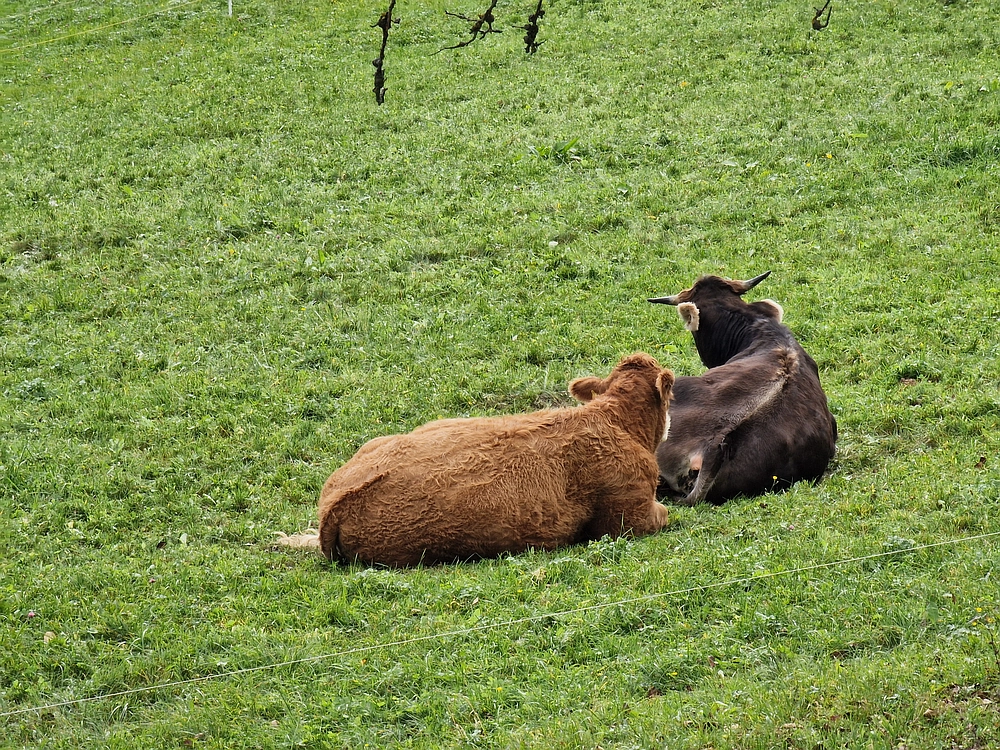 Mrzlica, 25. 10. 2025