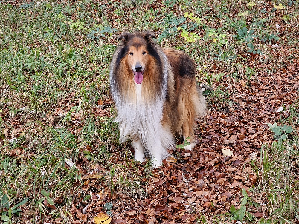 Mrzlica, 25. 10. 2025