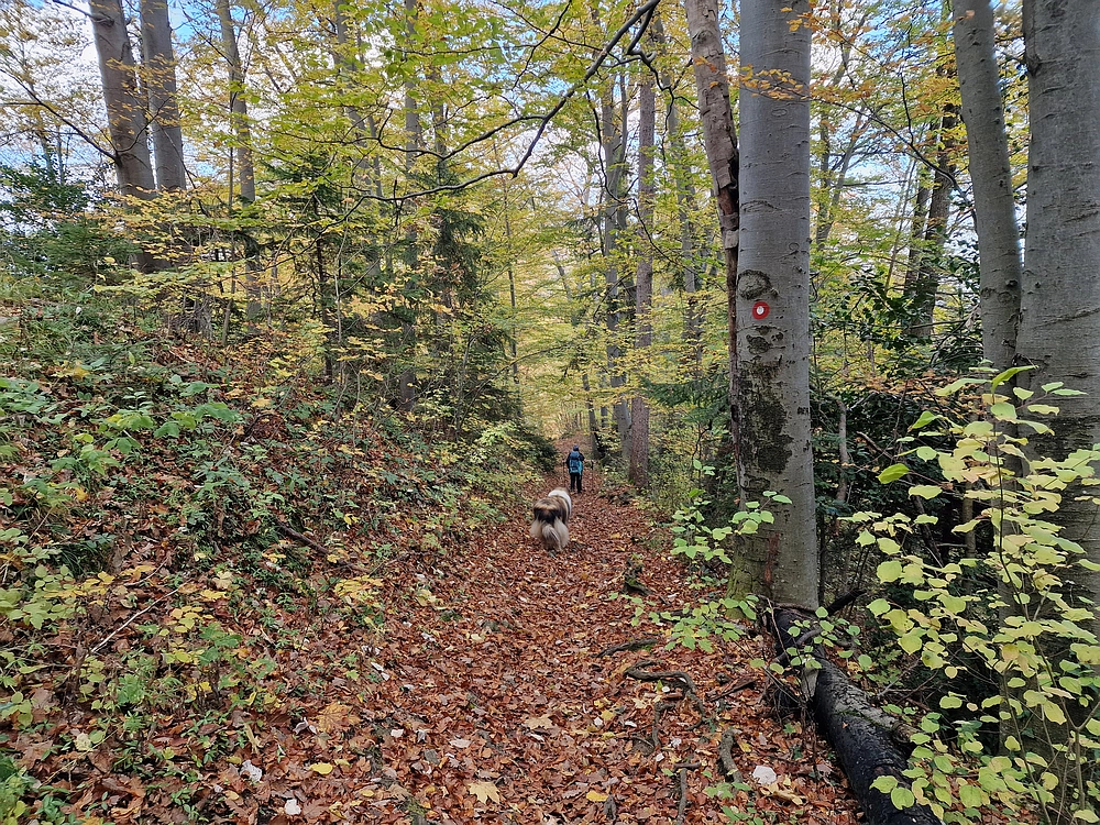 Mrzlica, 25. 10. 2025