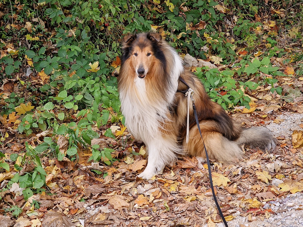 Mrzlica, 25. 10. 2025