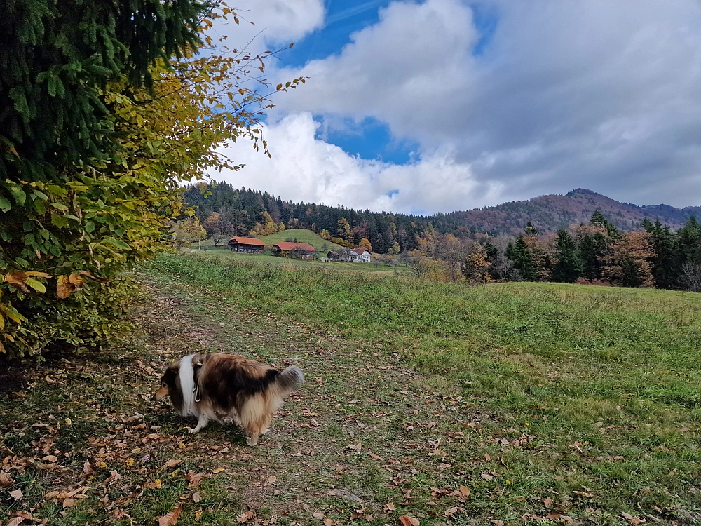 Mrzlica čez Zg. Čeče, 29. 10. 2025