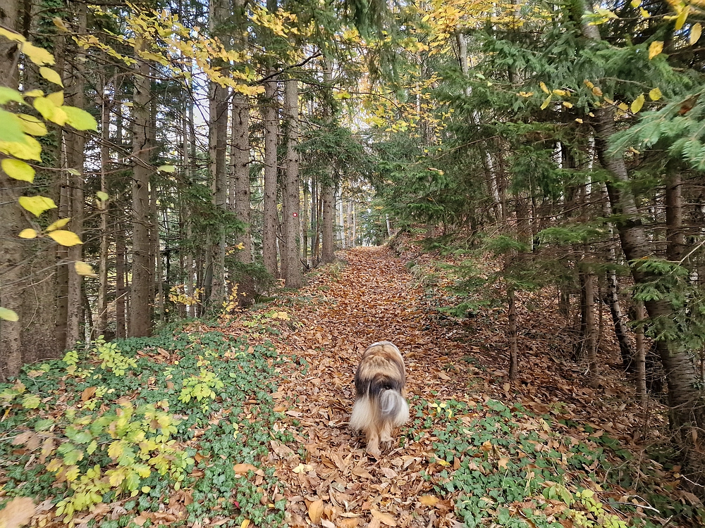 Mrzlica čez Zg. Čeče, 29. 10. 2025