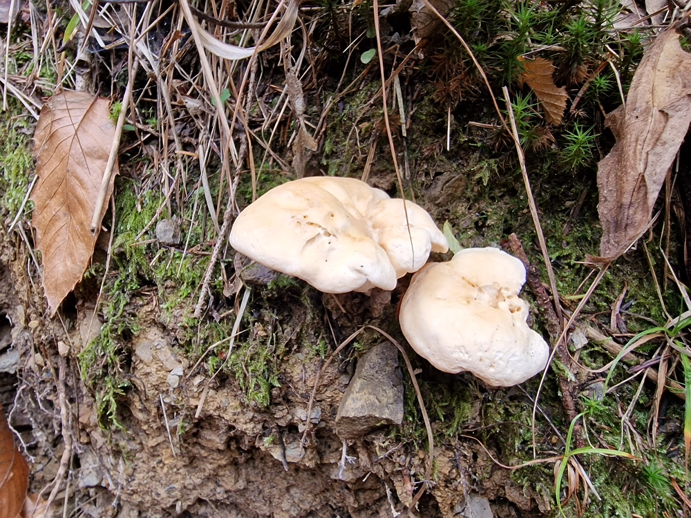 Mrzlica čez Zg. Čeče, 29. 10. 2025