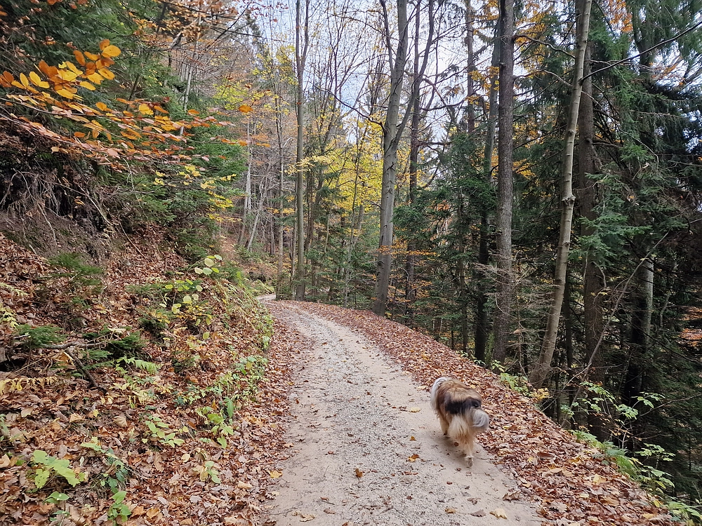 Mrzlica čez Zg. Čeče, 29. 10. 2025