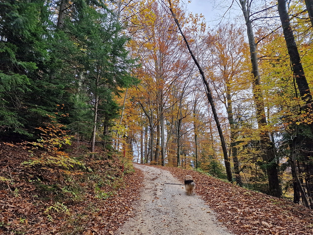Mrzlica čez Zg. Čeče, 29. 10. 2025