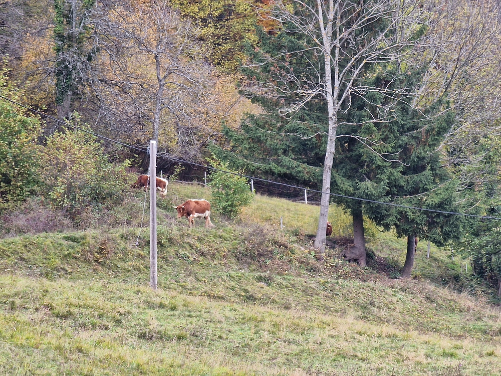 Mrzlica čez Zg. Čeče, 29. 10. 2025