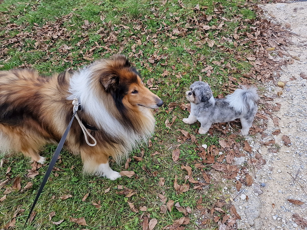 Mrzlica čez Zg. Čeče, 29. 10. 2025