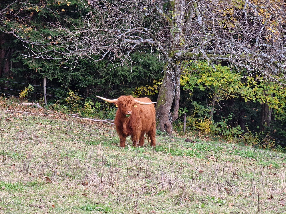 Mrzlica čez Zg. Čeče, 29. 10. 2025