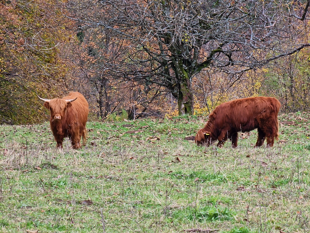 Mrzlica čez Zg. Čeče, 29. 10. 2025