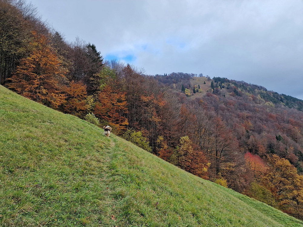 Mrzlica čez Zg. Čeče, 29. 10. 2025