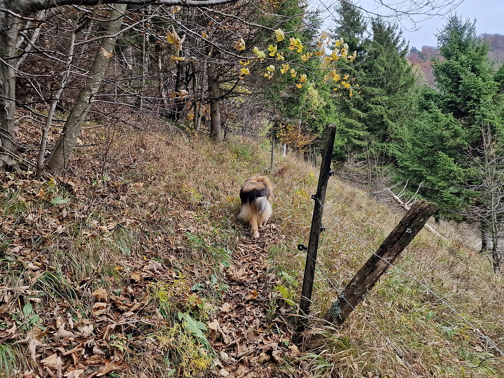 Mrzlica čez Zg. Čeče, 29. 10. 2025