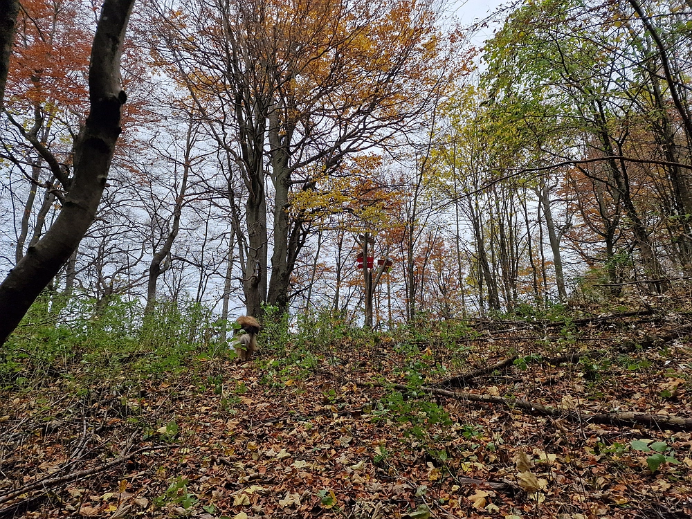 Mrzlica čez Zg. Čeče, 29. 10. 2025