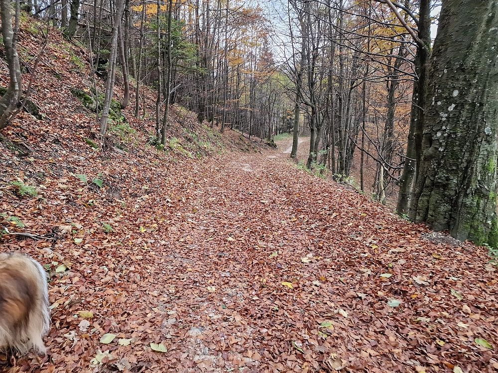 Mrzlica čez Zg. Čeče, 29. 10. 2025