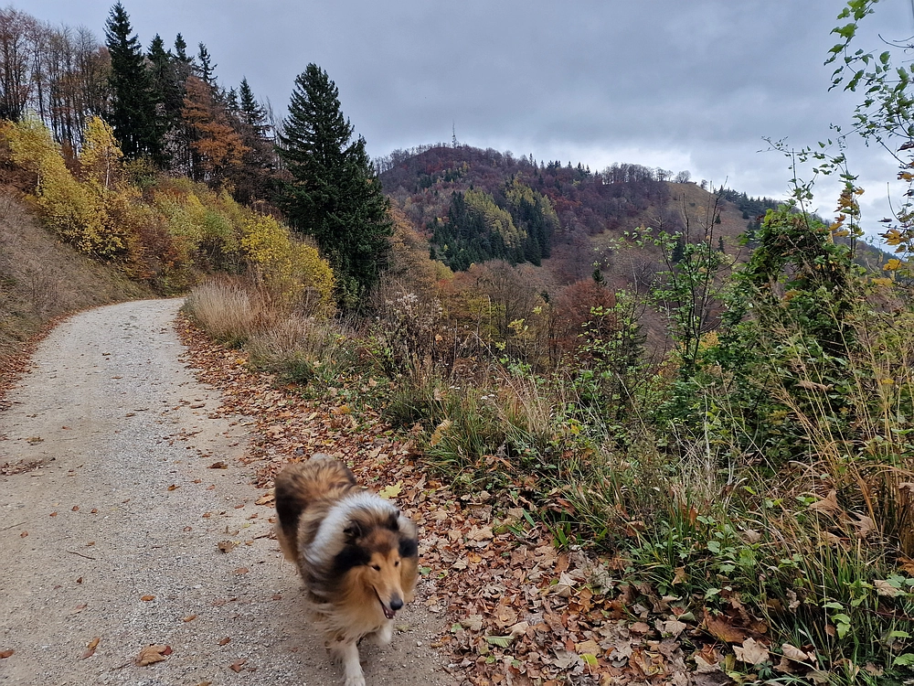 Mrzlica čez Zg. Čeče, 29. 10. 2025