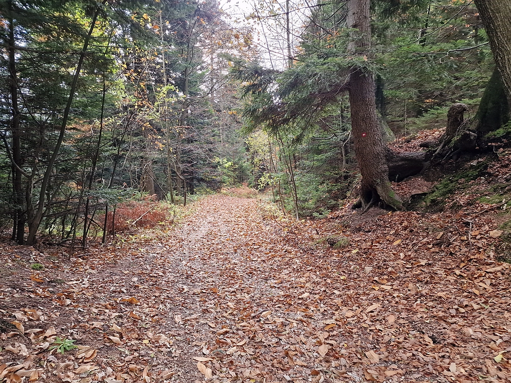 Mrzlica čez Zg. Čeče, 29. 10. 2025