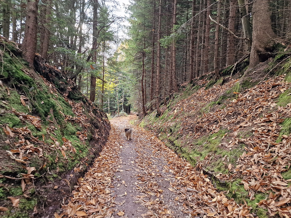 Mrzlica čez Zg. Čeče, 29. 10. 2025