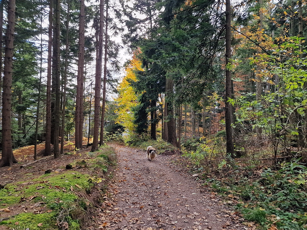 Mrzlica čez Zg. Čeče, 29. 10. 2025