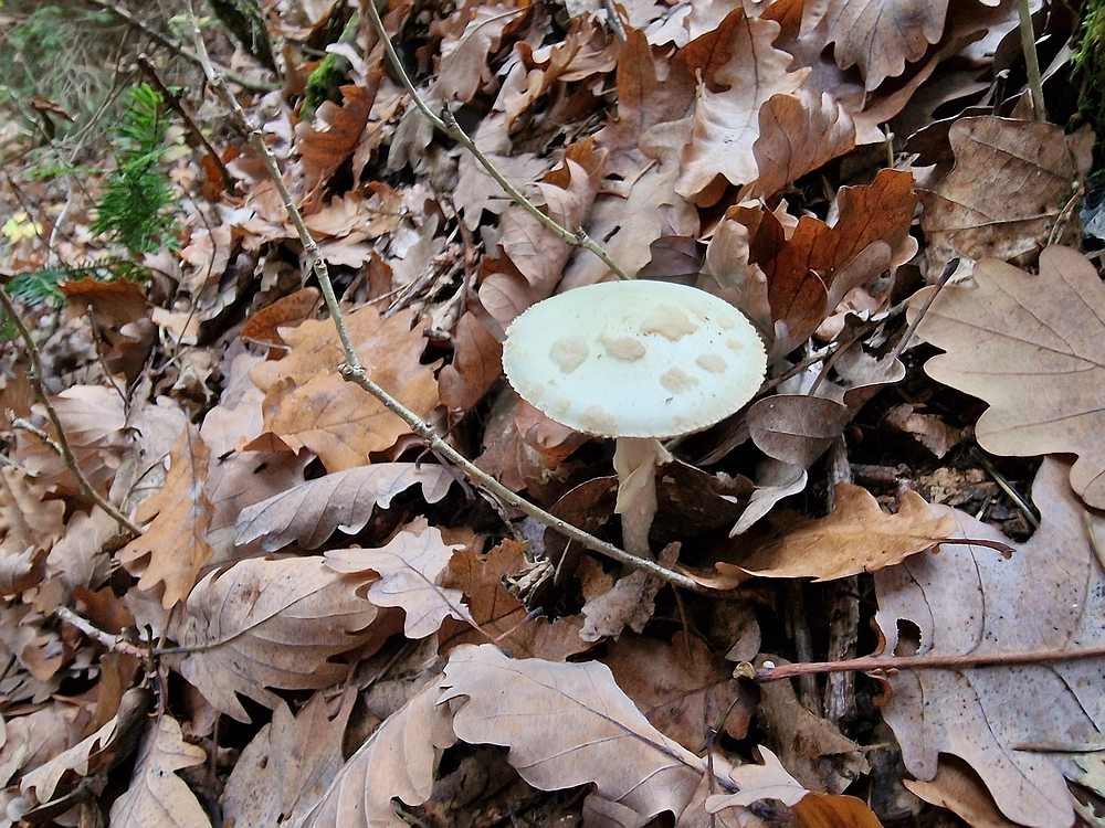 Mrzlica čez Zg. Čeče, 29. 10. 2025