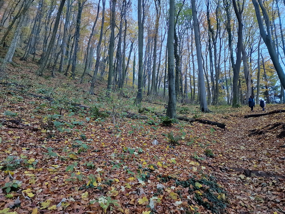 Donačka gora in Boč, 1. 11. 2025