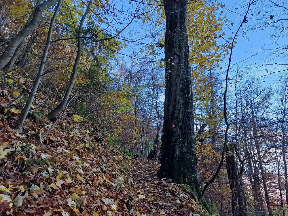 Donačka gora in Boč, 1. 11. 2025