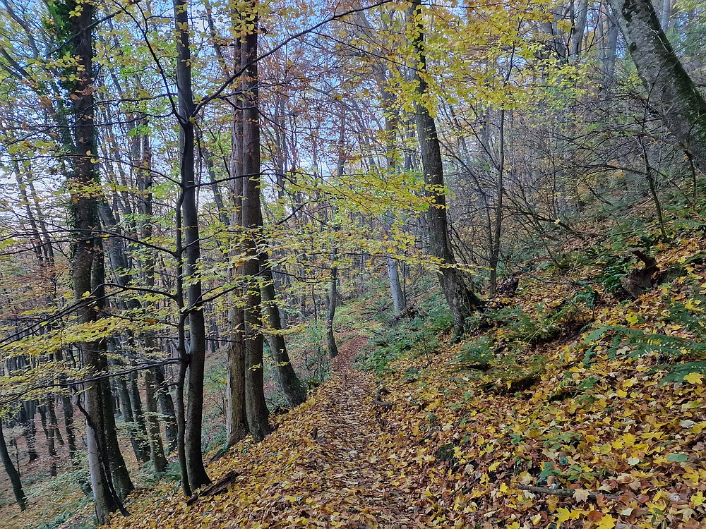 Donačka gora in Boč, 1. 11. 2025