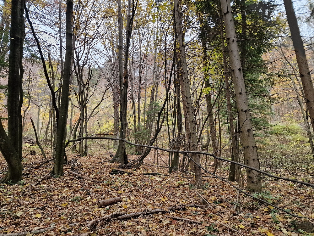 Donačka gora in Boč, 1. 11. 2025