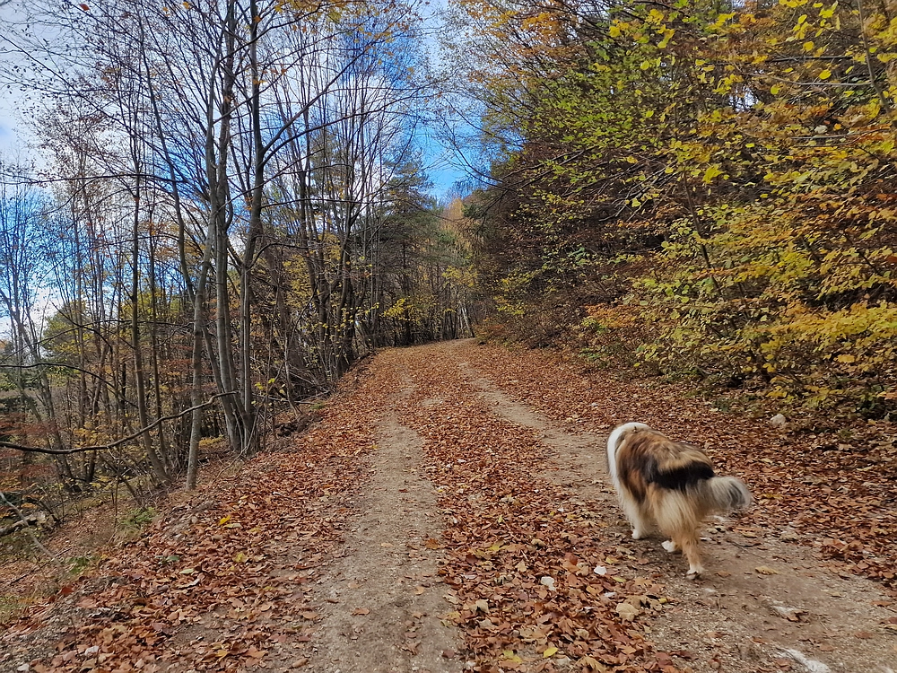 Donačka gora in Boč, 1. 11. 2025