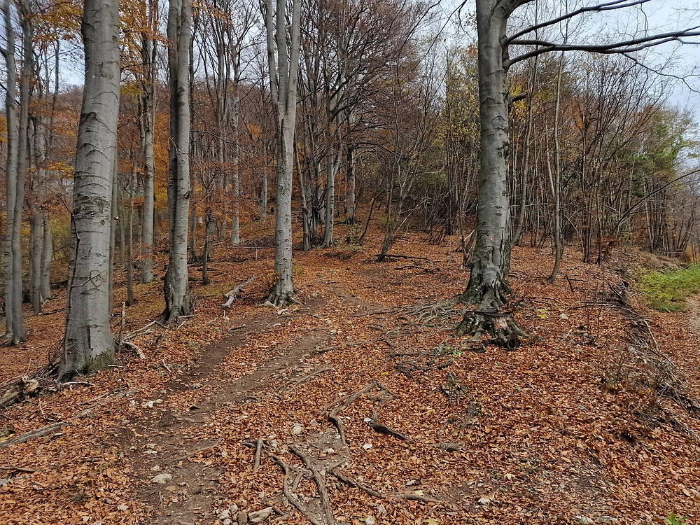 Donačka gora in Boč, 1. 11. 2025