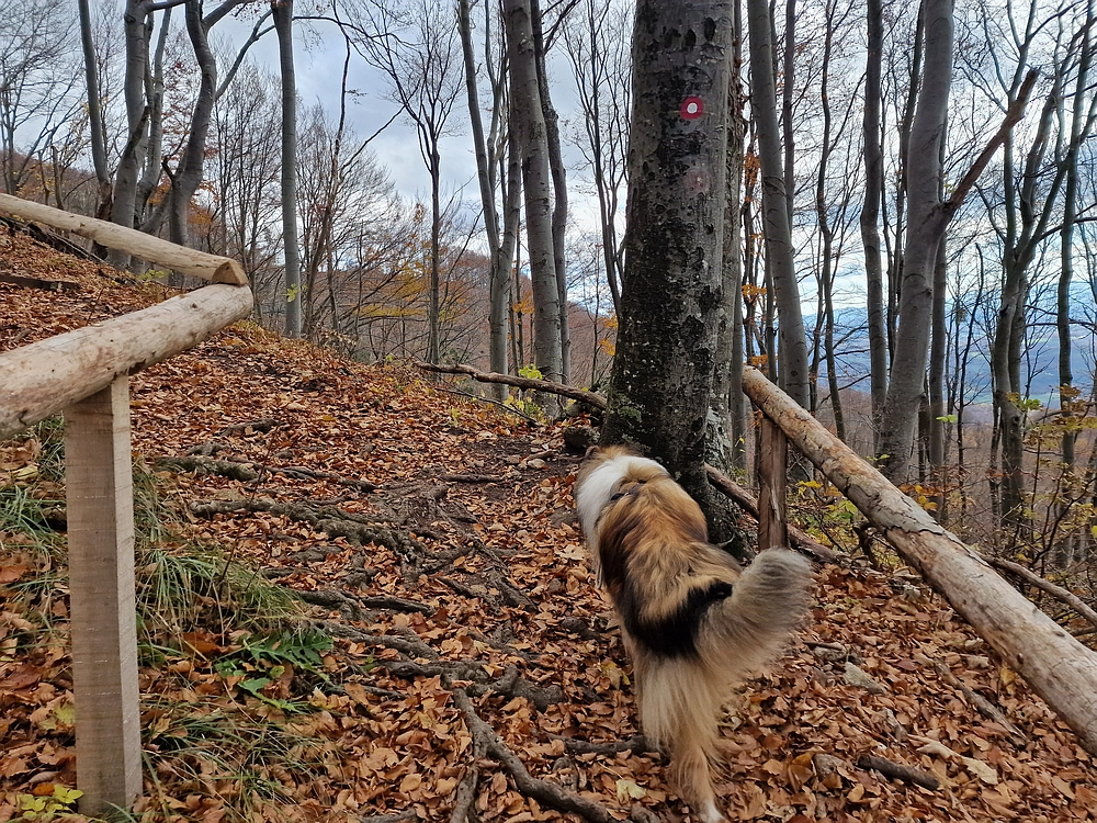 Donačka gora in Boč, 1. 11. 2025