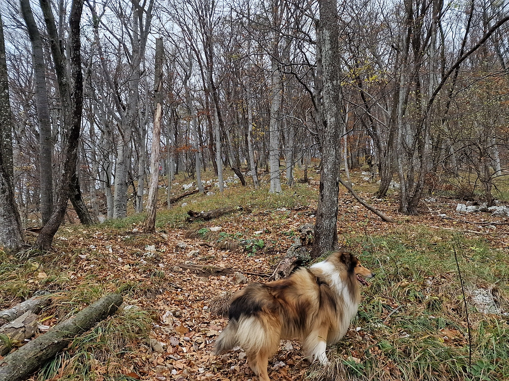 Donačka gora in Boč, 1. 11. 2025