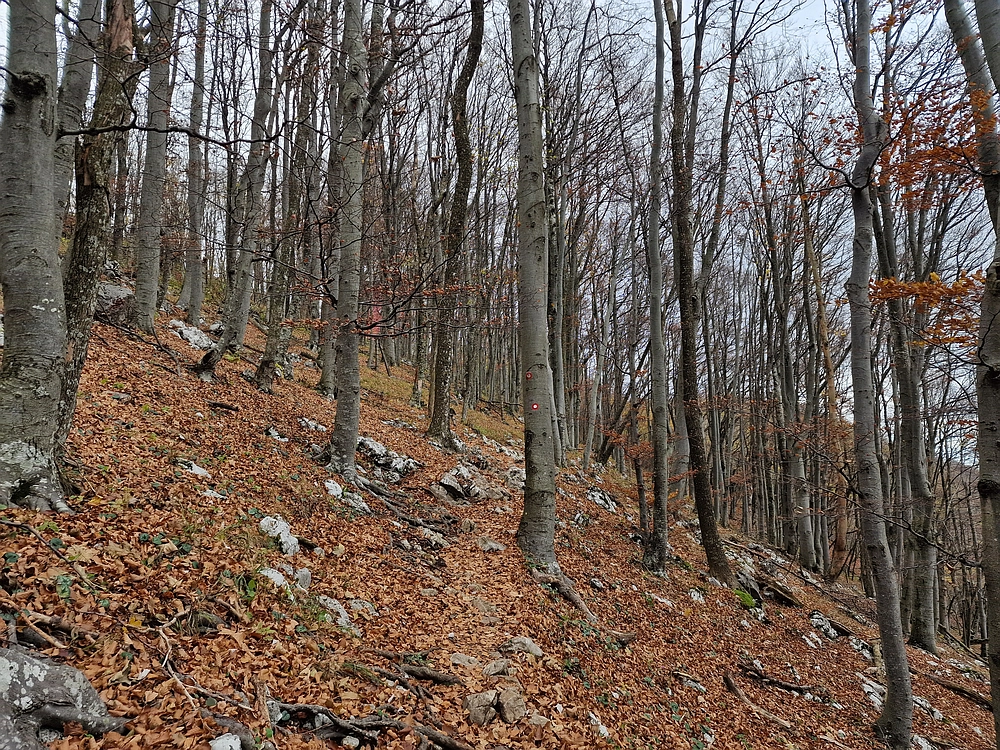Donačka gora in Boč, 1. 11. 2025