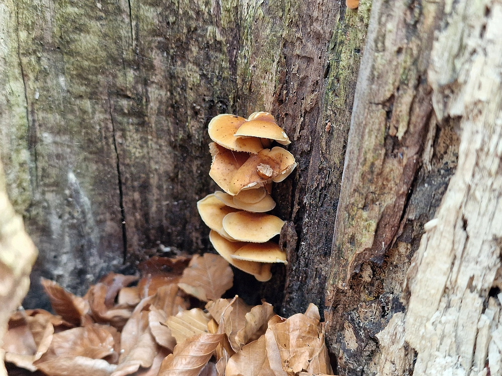 Donačka gora in Boč, 1. 11. 2025