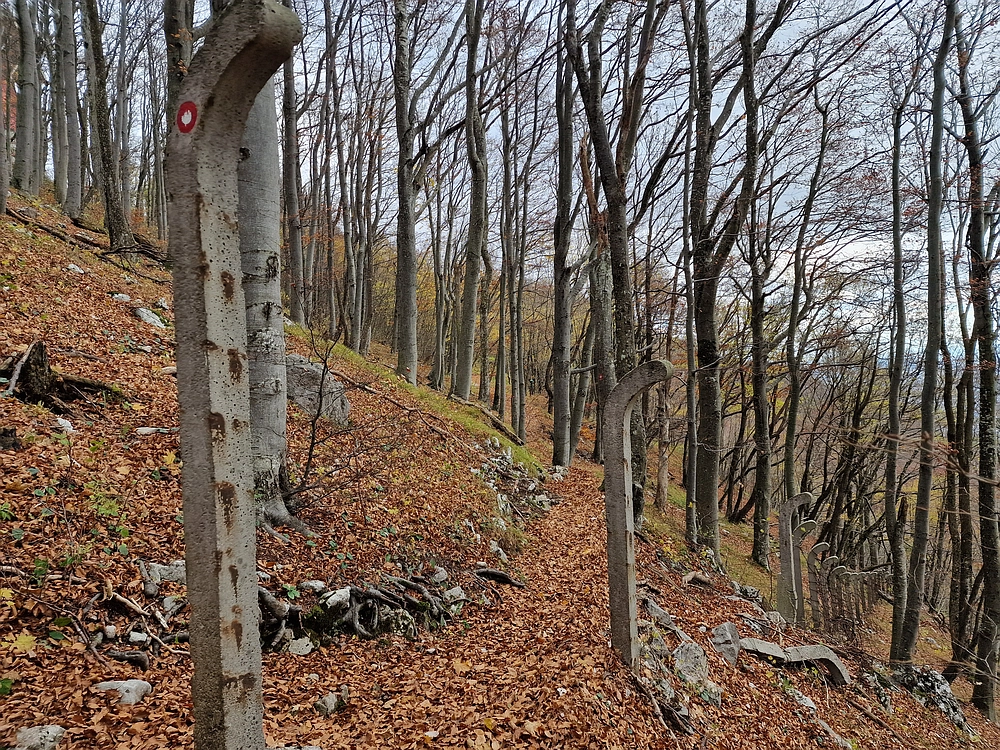 Donačka gora in Boč, 1. 11. 2025