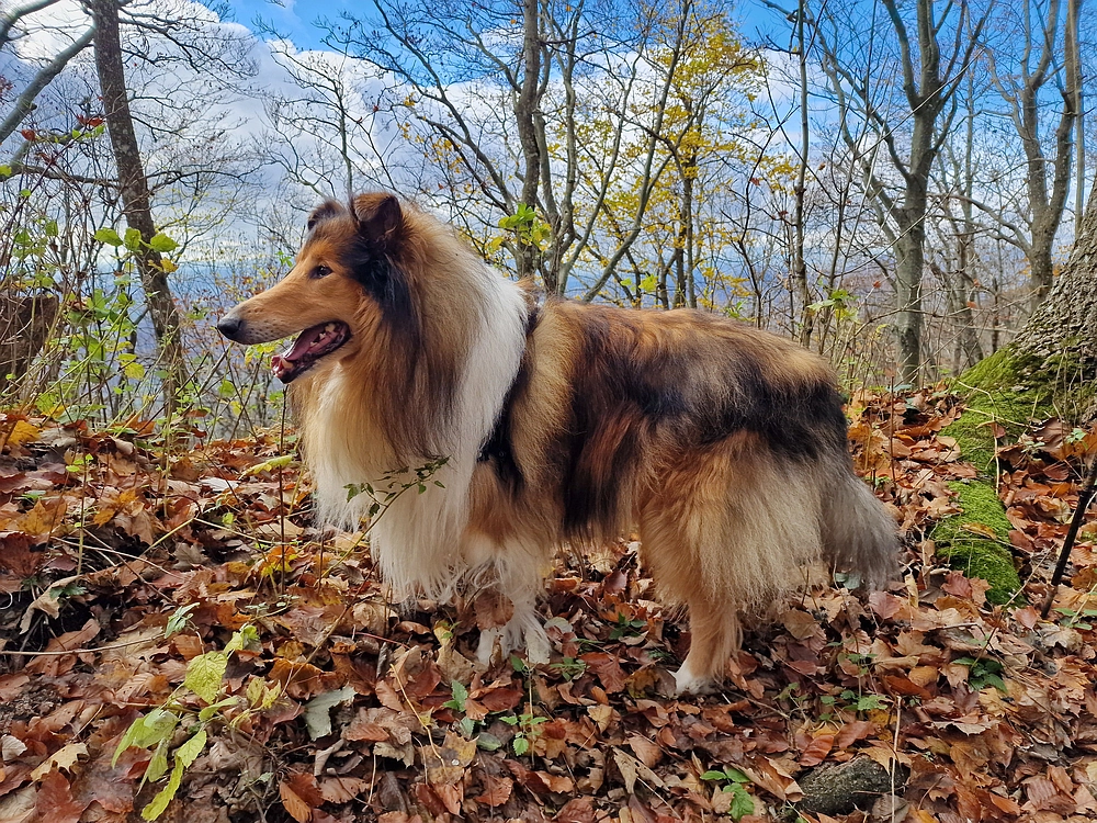Donačka gora in Boč, 1. 11. 2025