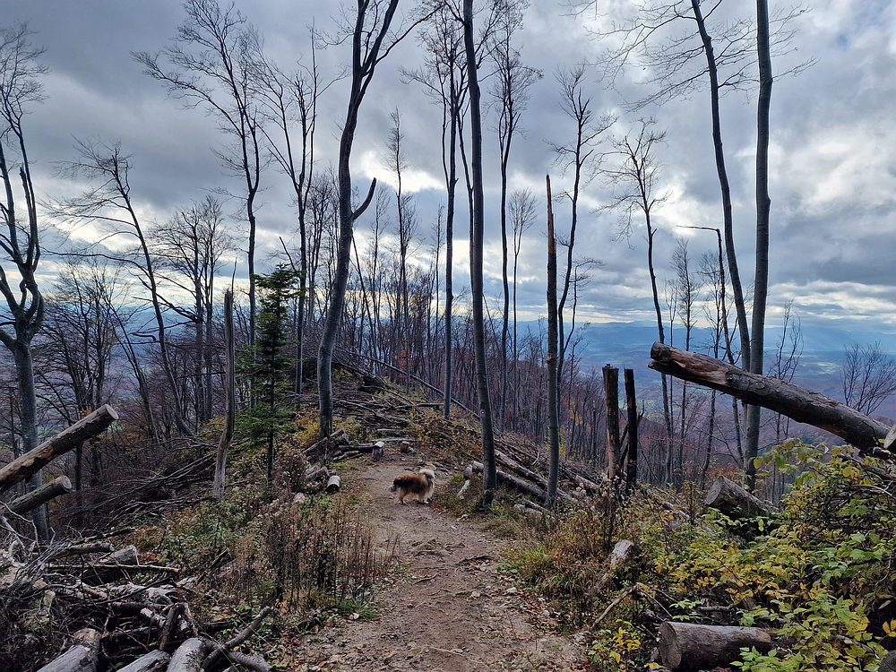Donačka gora in Boč, 1. 11. 2025